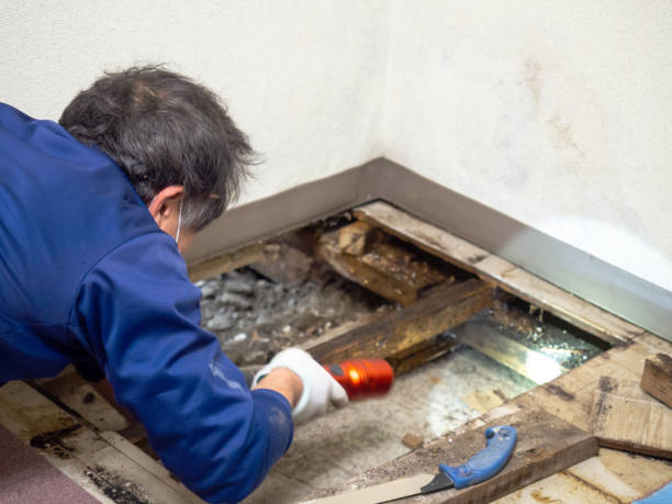 Best Post-Remediation Services in Pimmit Hills, VA