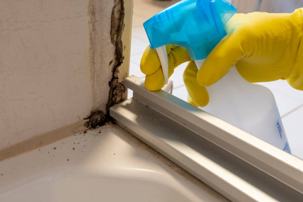 Best Basement Mold Remediation in Pimmit Hills, VA