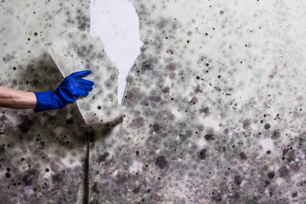 Best Insurance-Related Mold Remediation in Pimmit Hills, VA